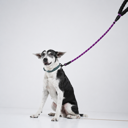 Reflective Rope Lead